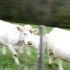vaches