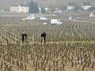 vignerons