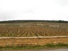 vignes