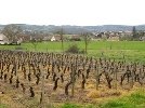 vignes2