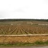 vignes